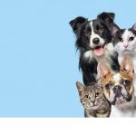 Animales domésticos protegidos en el procedimiento de violencia familiar